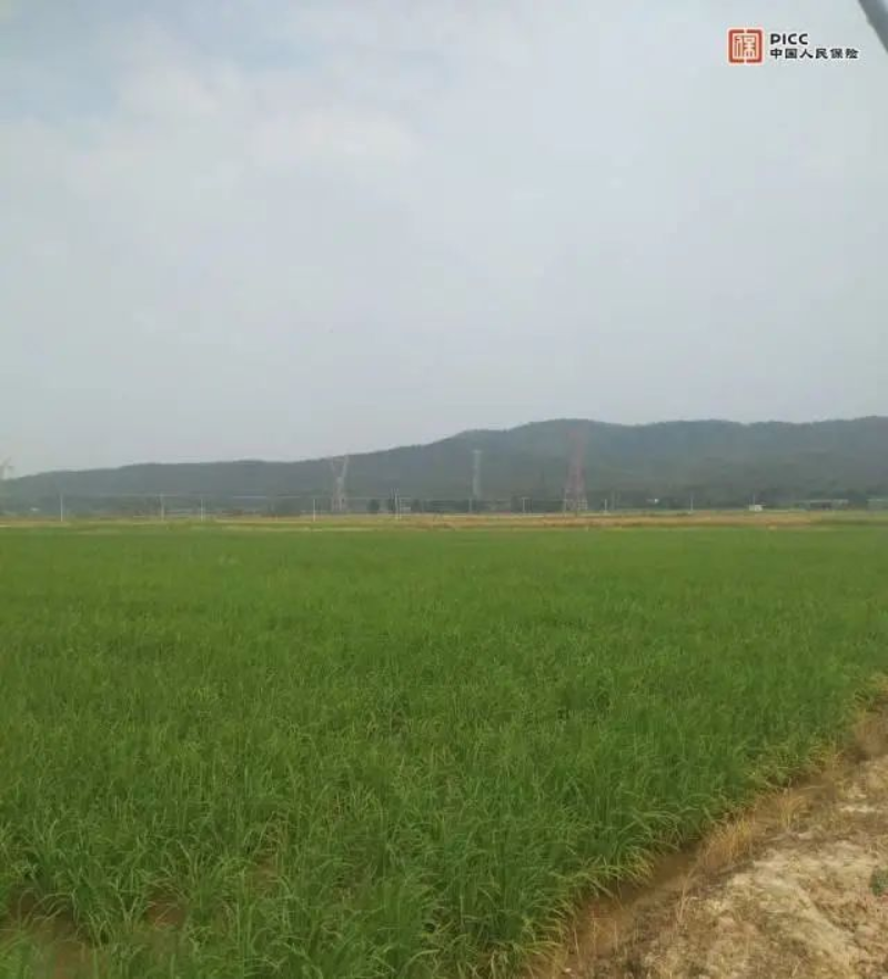 江门首单商业性水稻收入保险在恩平良西镇落地。 图片