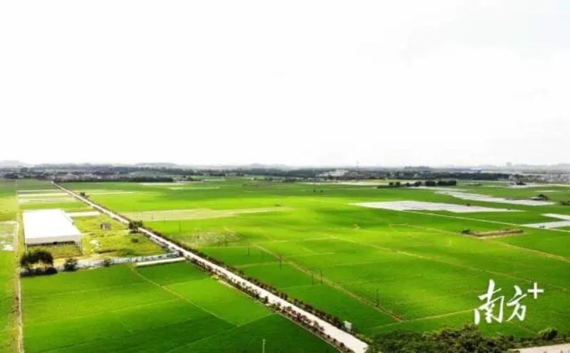 牛江镇农业资源得天独厚,拥有万亩良田。 图片