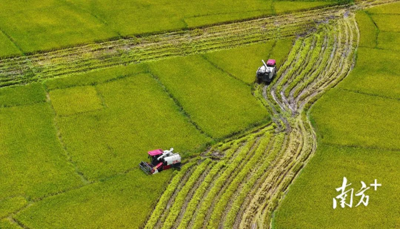 恩平沙湖镇稻浪泛金。 杨兴乐 摄 图片