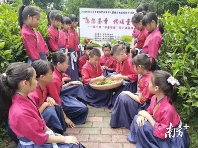 恩平开展茶艺体验课,让侨童有更多接触传统文化的机会。 图片