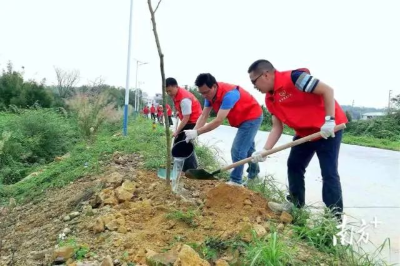 水塘村开展绿化工作。 图片