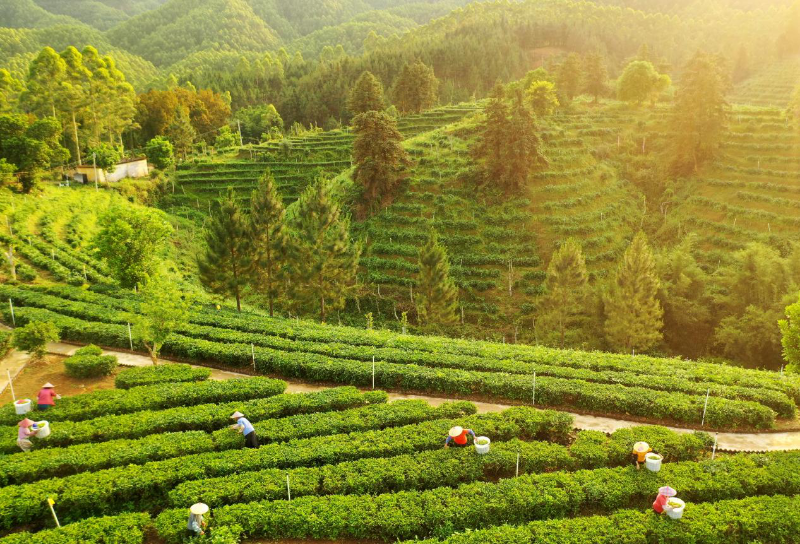 图为快猫
黄亚山茶业茶园.png