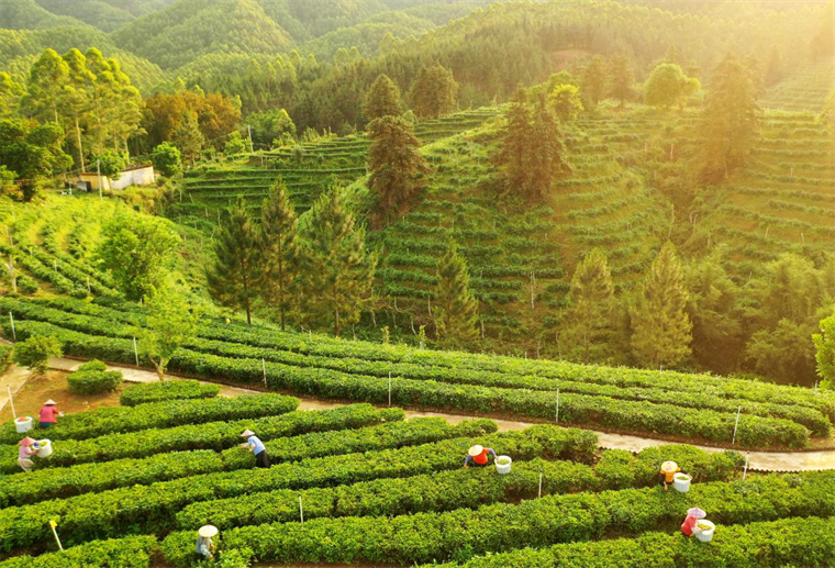 图为快猫
黄亚山茶业茶园.png