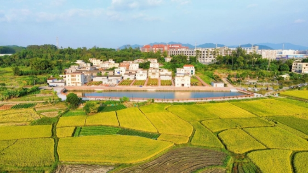 奋战“百千万工程”｜大槐镇：文明之光耀河湾，“百千万工程”绘新篇